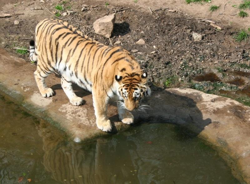 Animals jigsaw puzzles