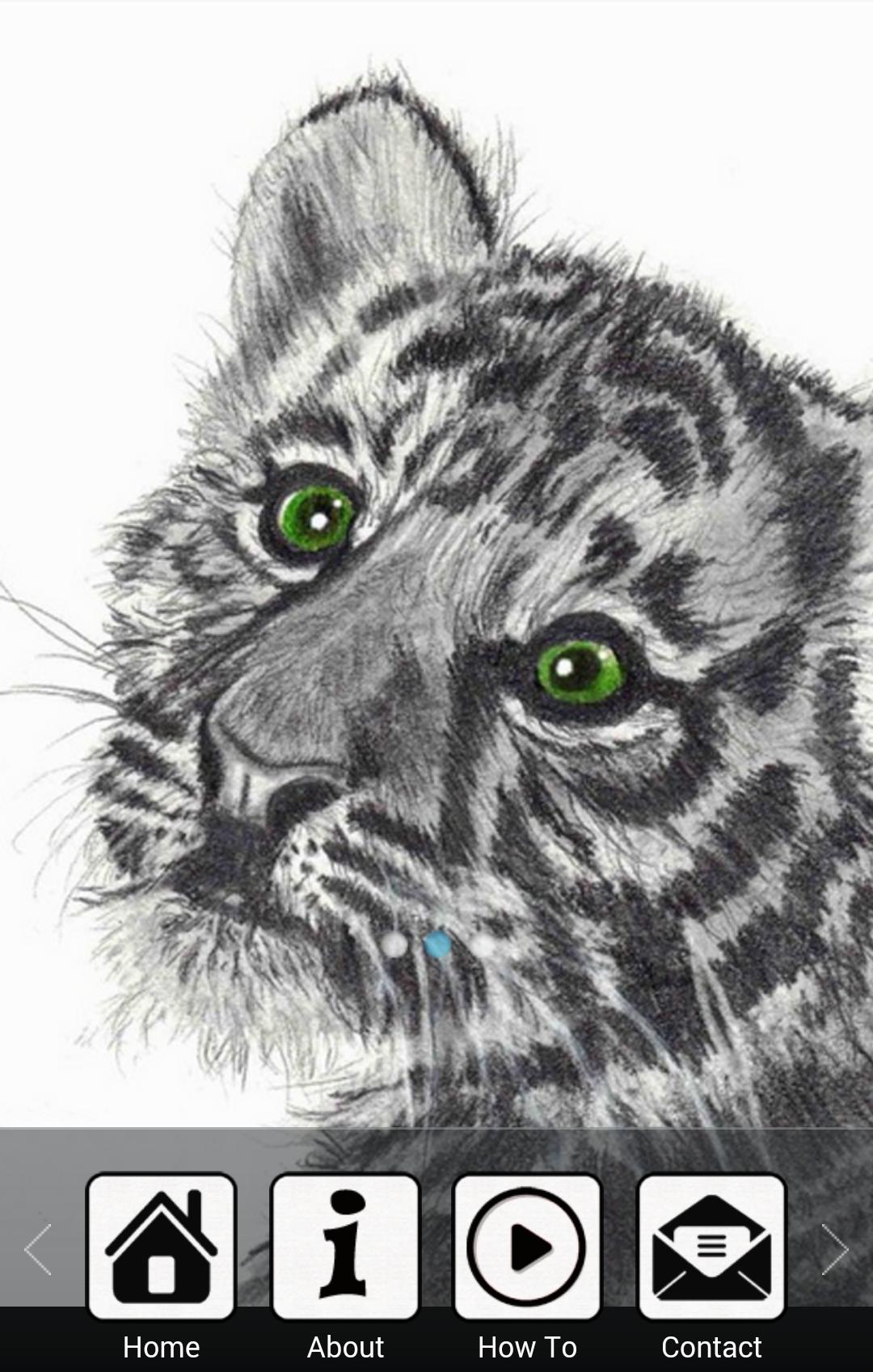 How To Draw a Tiger
