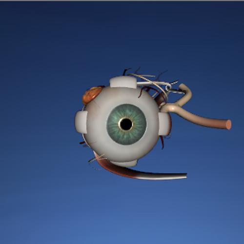 EON 3D Human Eye
