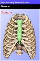 Rays Anatomy Skeletal System