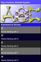 Rays Anatomy Skeletal System