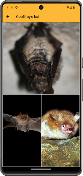 BatLib