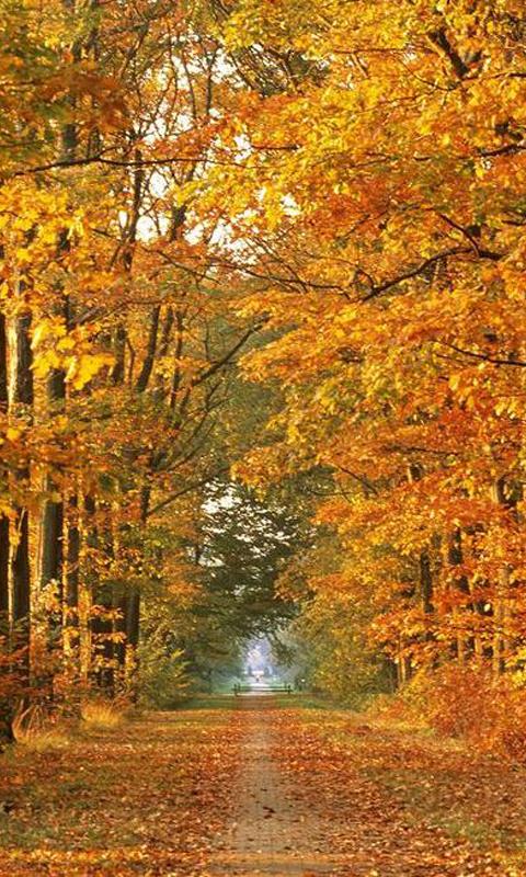 Netherlands wallpapers